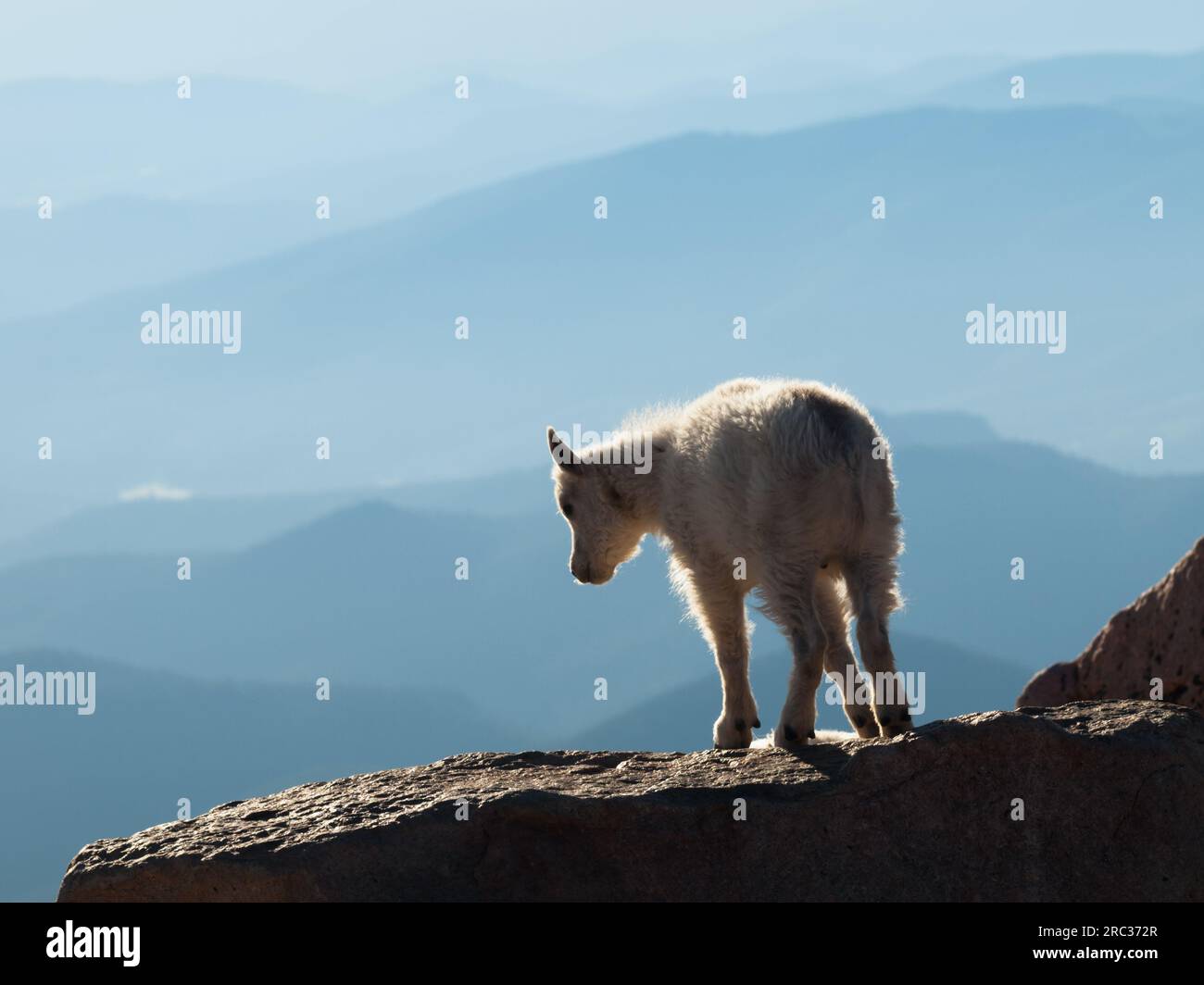 Mountain Goat Kid Stock Photo - Alamy