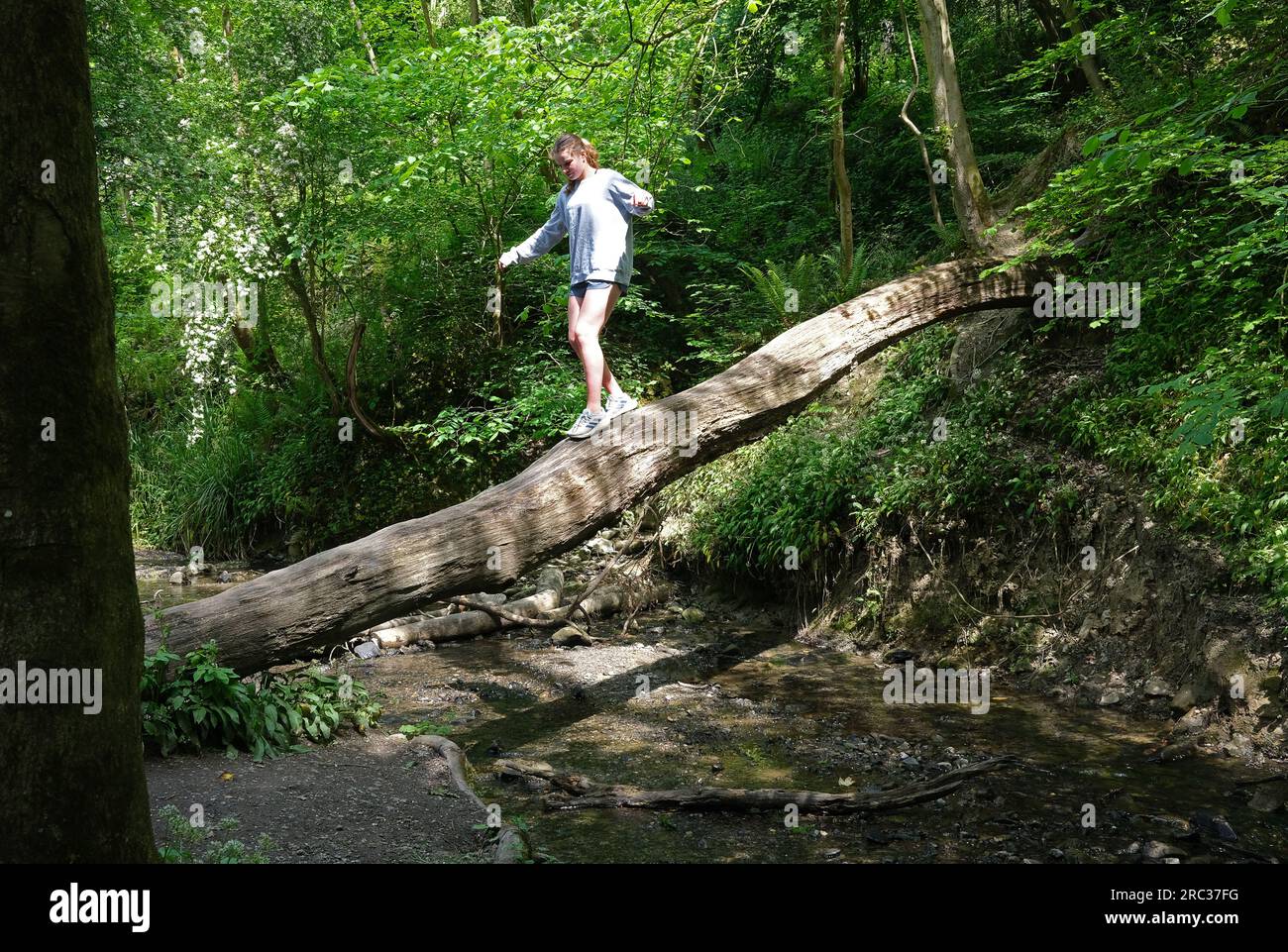Young woman walking across woodland stream on a fallen tree trunk in Loamhole Dingle, Britain, Uk Stock Photo