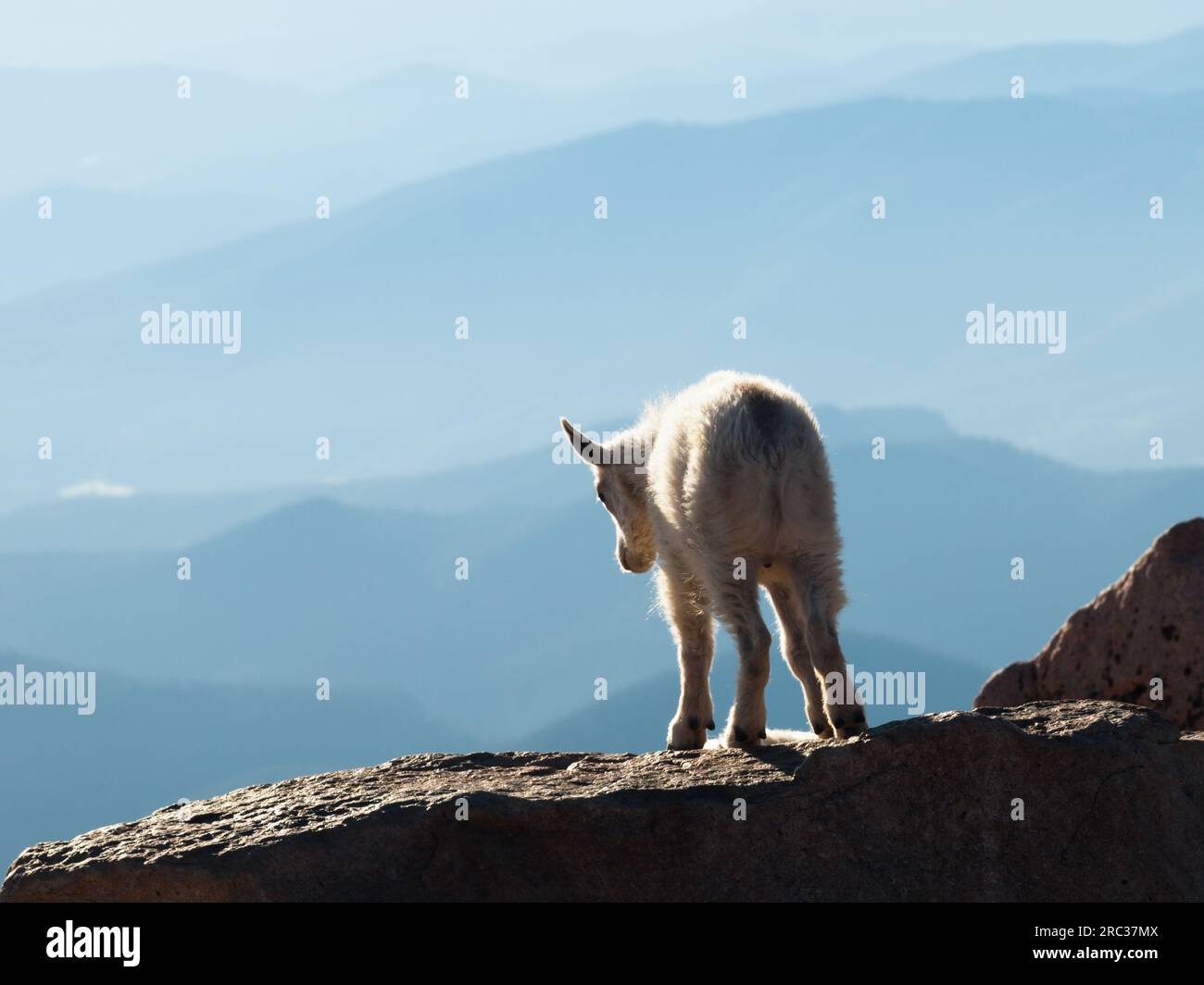 Mountain Goat Kid Stock Photo - Alamy