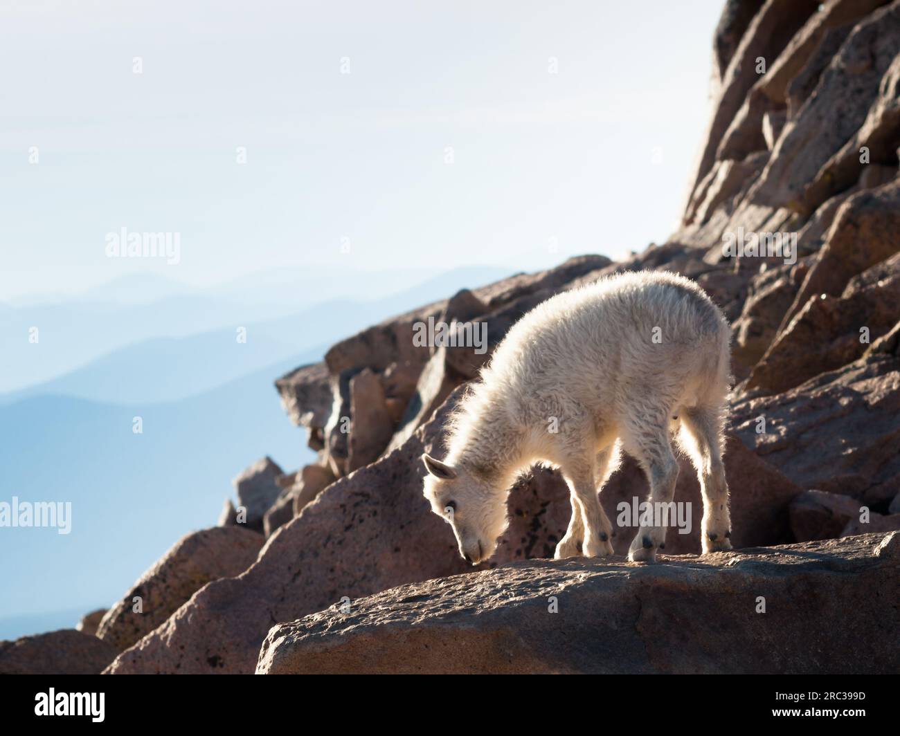Mountain Goat Kid Stock Photo - Alamy