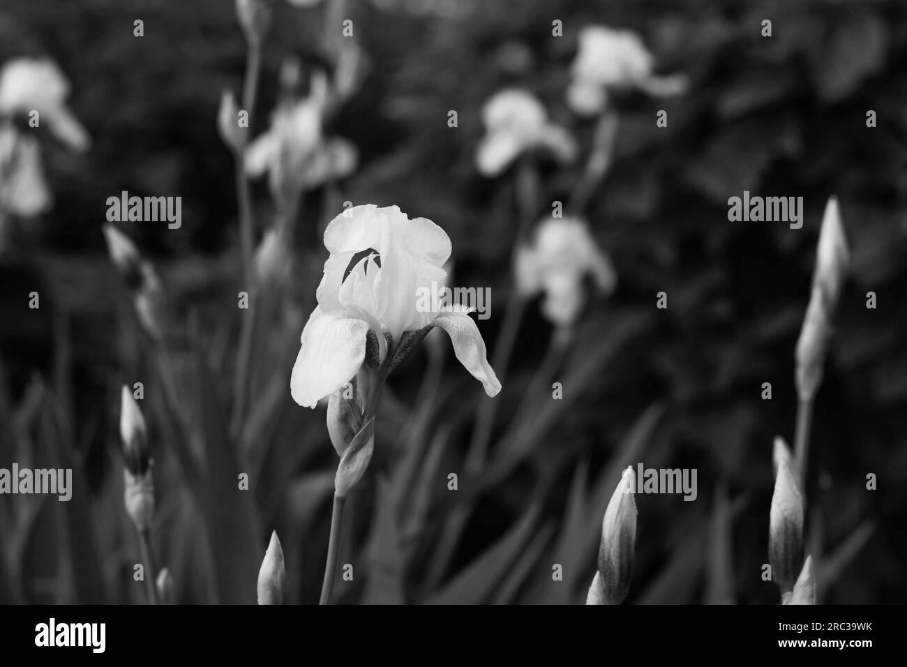 Beautiful white iris flowers growing in the summer flower garden in a
