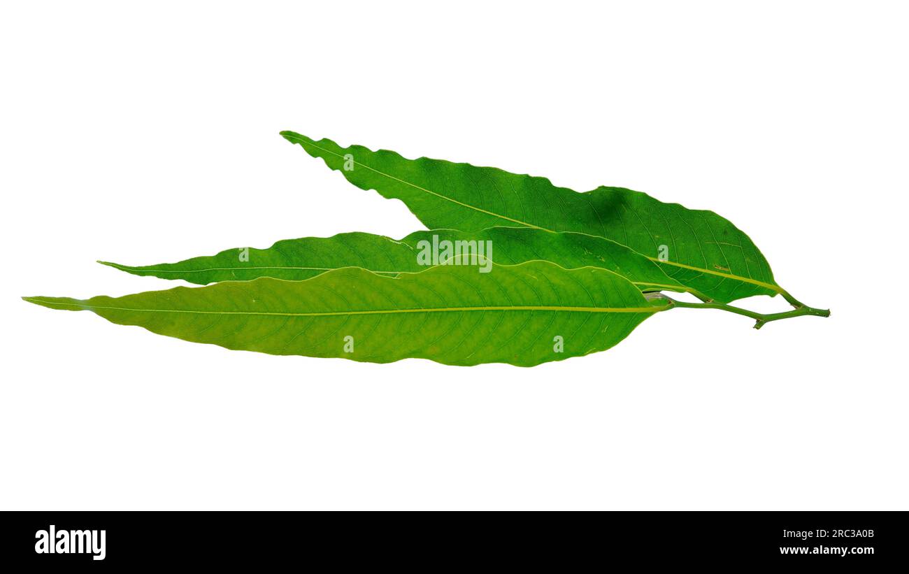 Ashoka or Saraca asoca green leaves with isolated on white background