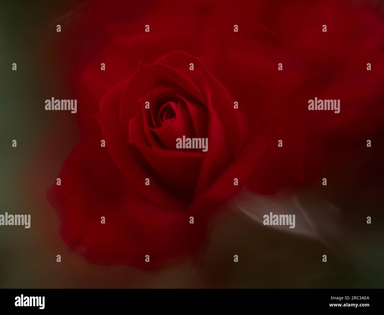 Beautiful red rose 'Multiple exposures' Stock Photo - Alamy