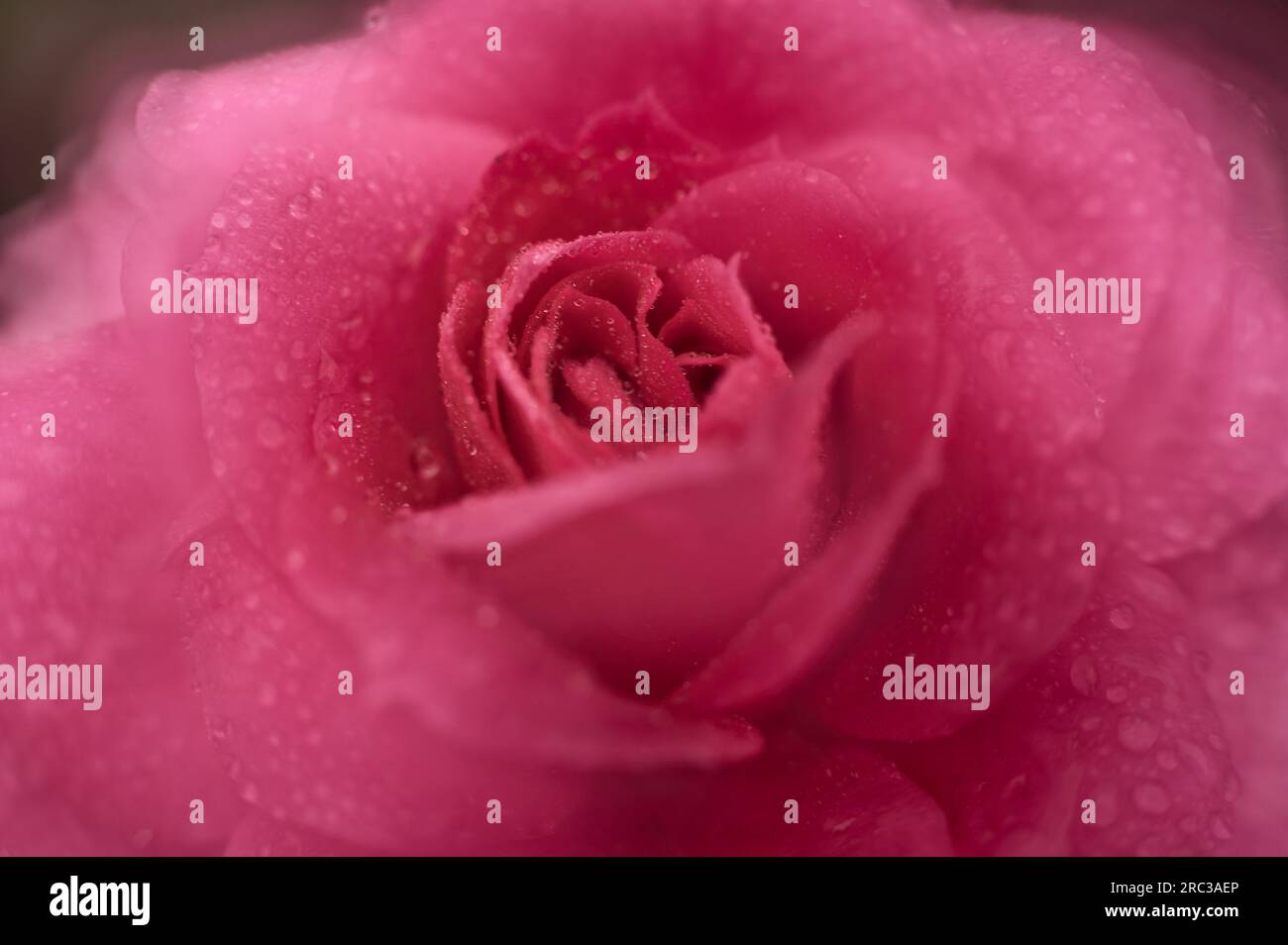Raindrops on beautiful pink rose Stock Photo