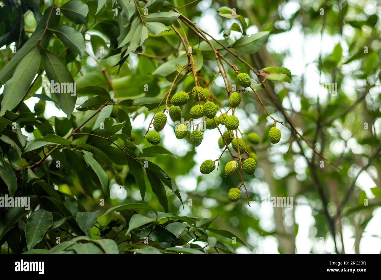 Litchi fruit or lychee fruit, is formed upon the budding of the flowers of the litchi and this part of the evergreen tree of the soapberry family Sapi Stock Photo