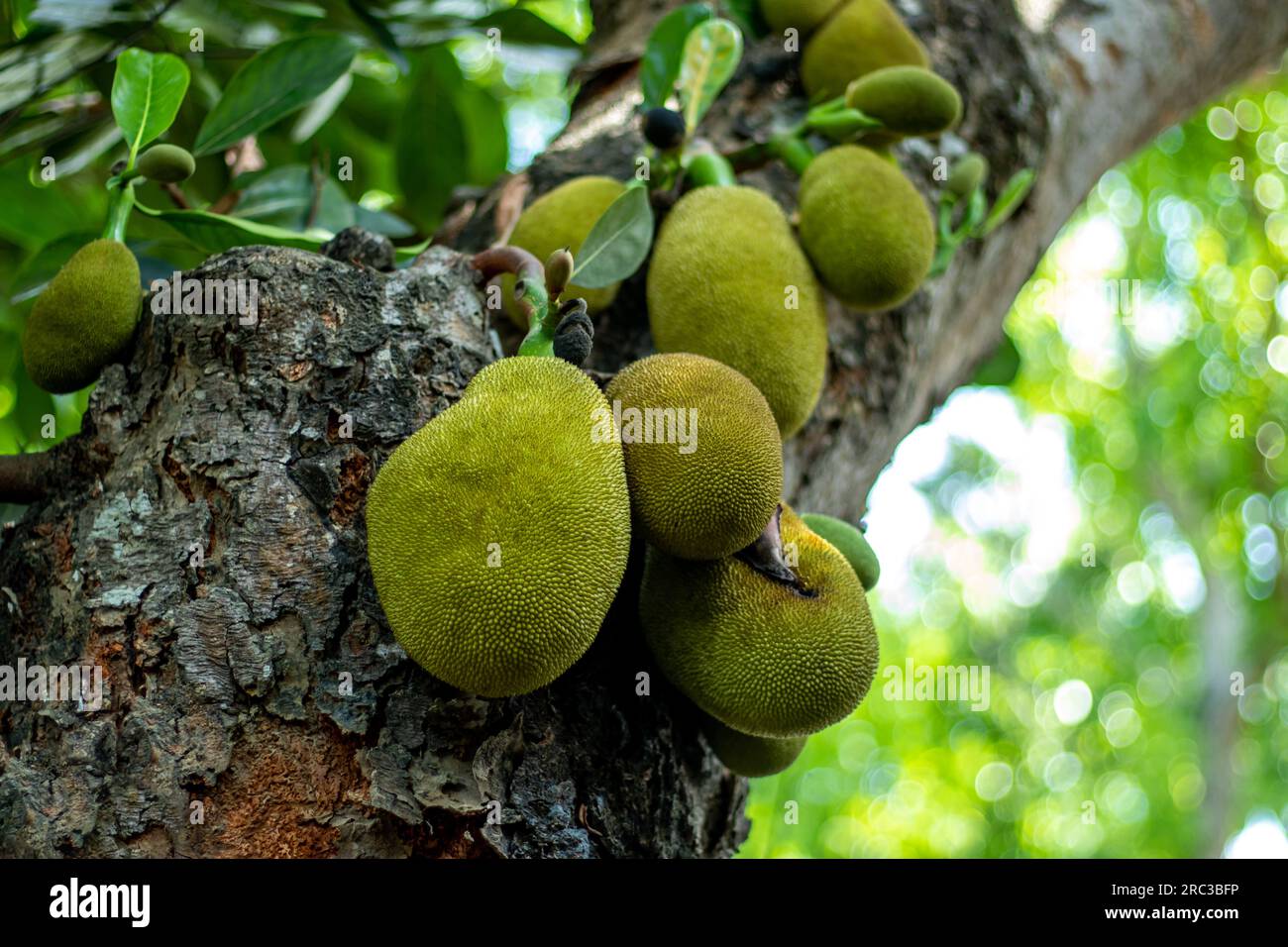Jackfruit's flesh is a good source of vitamin C and its seeds are a