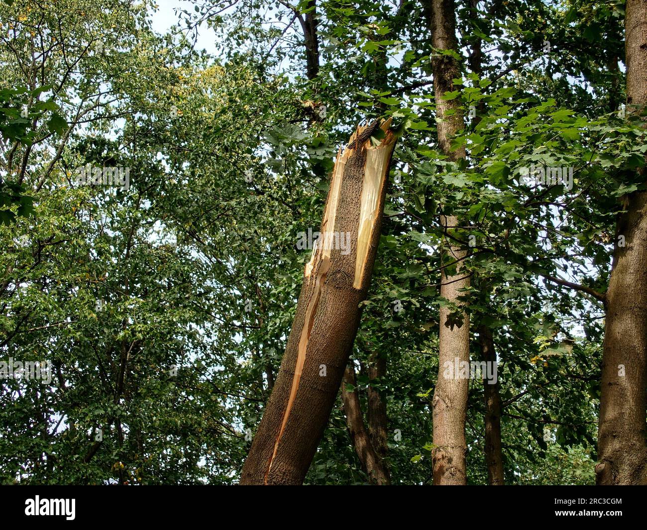 Munich, Bavaria, Germany. 12th July, 2023. After several days of extreme heat, Munich saw extreme winds and rain that knocked down trees and created dangerous conditions for humans and wildlife alike, as displayed by a dead bird that appears to have been injured and died due to falling debris. (Credit Image: © Sachelle Babbar/ZUMA Press Wire/Alamy Live News) EDITORIAL USAGE ONLY! Not for Commercial USAGE! Stock Photo