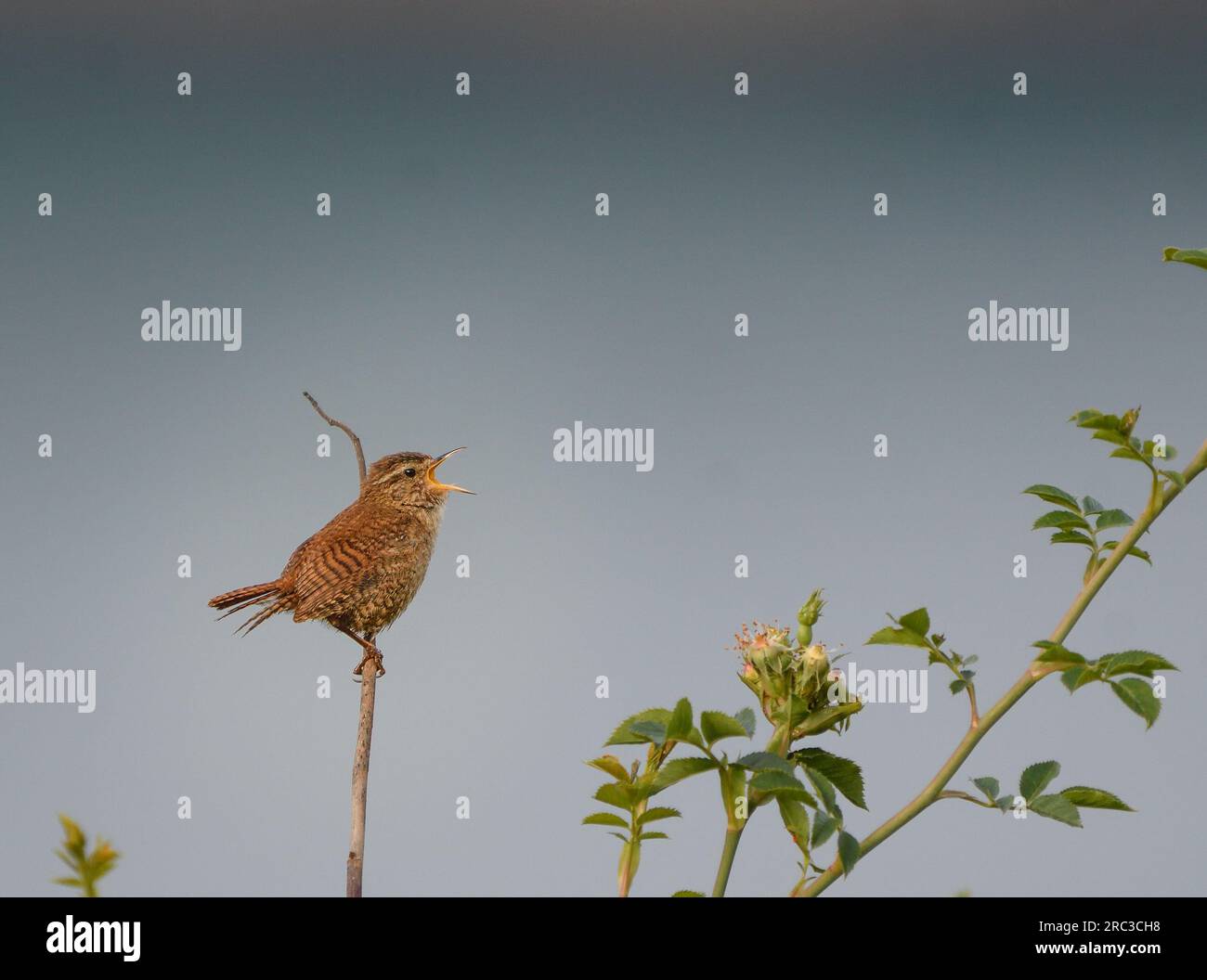 Wren perched on a branch and singing Stock Photo