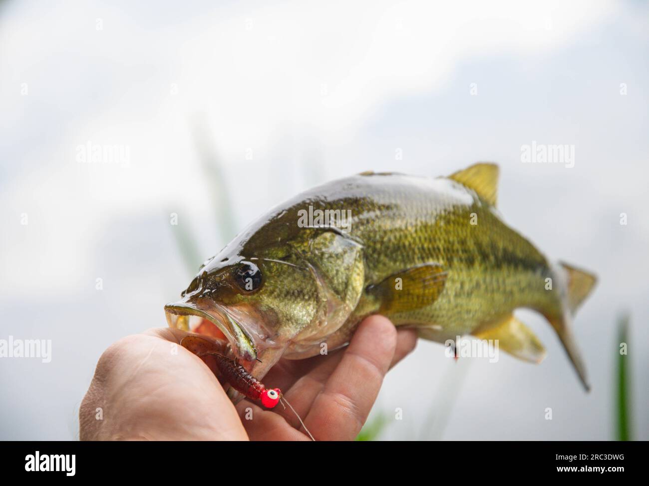 You holding a fresh summer bass, shore fishing summer activity