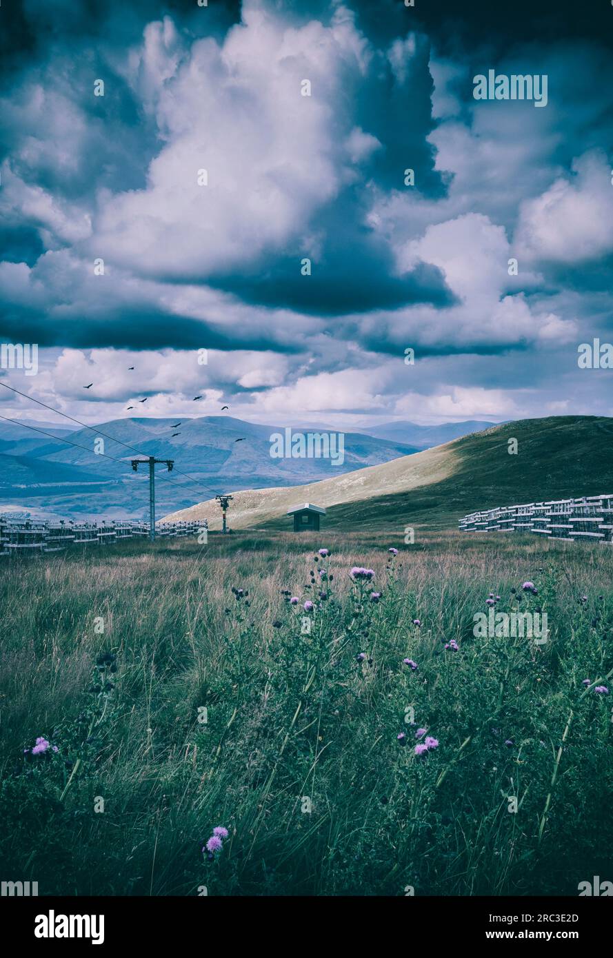 Hut on hill with thistle in the foreground under a dramatic sky Stock Photo