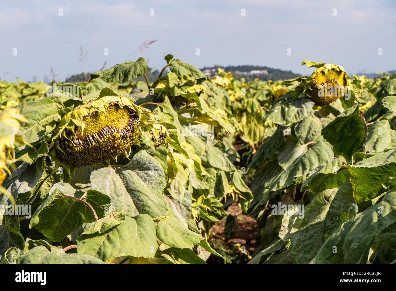 Agricultural field of ripe sunflowers. Sunflower heads with large white