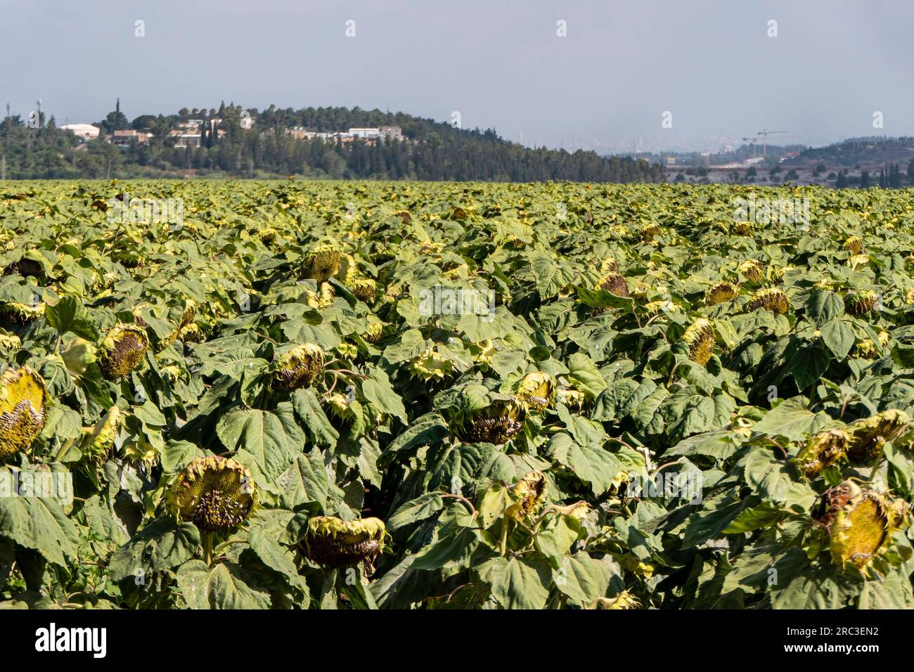 Agricultural field of ripe sunflowers. Sunflower heads with large white