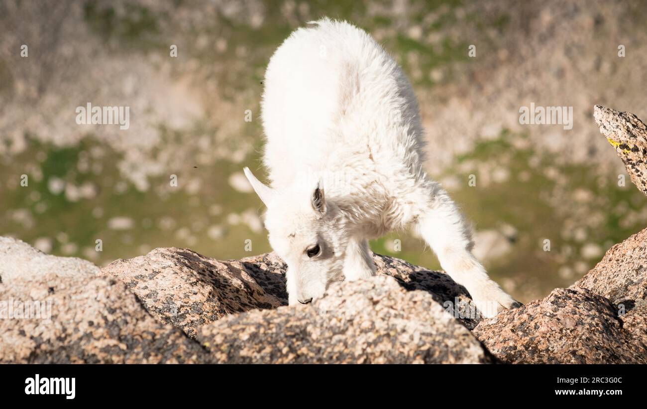 Mountain Goat Kid Stock Photo - Alamy