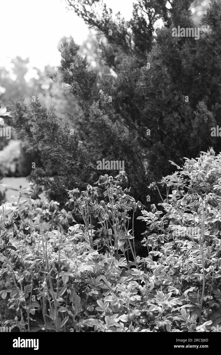 Grassy meadow on sunny Black and White Stock Photos & Images - Alamy