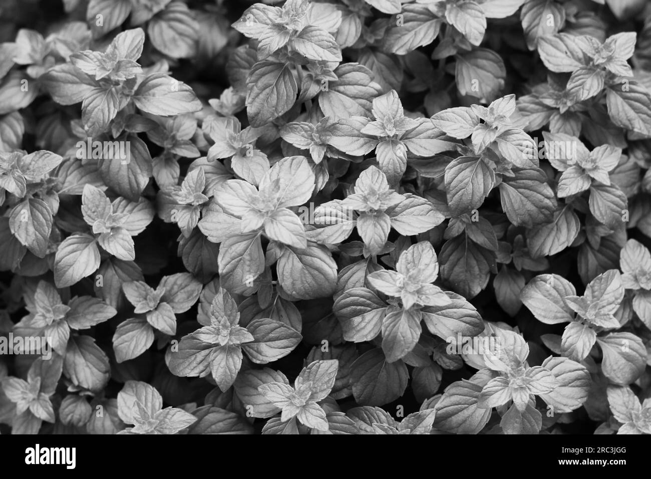 Fresh summer mint plants growing in the herb garden in a black and white monochrome. Stock Photo