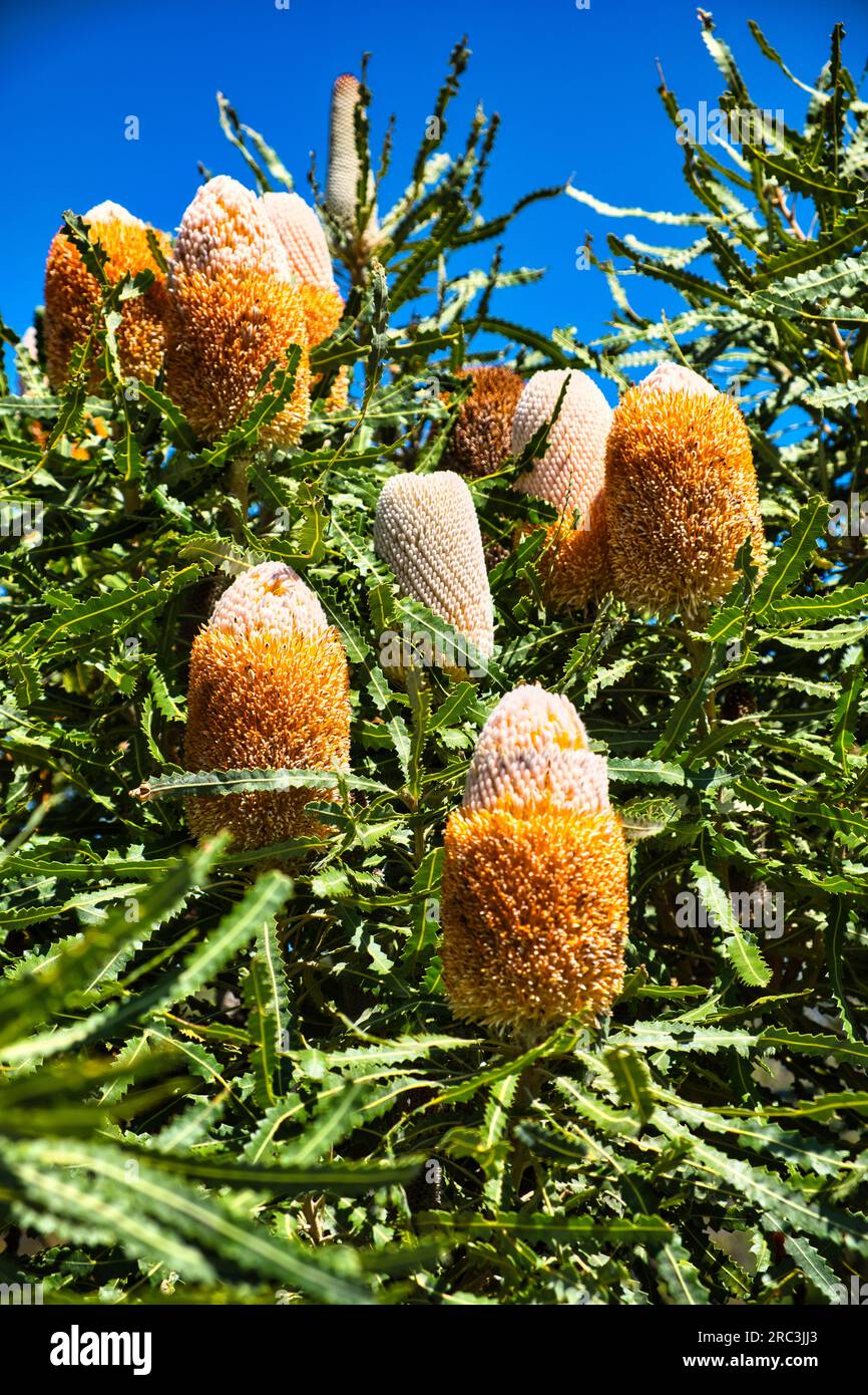 Flower spikes of an acorn banksia or orange banksia (banksia prionotes) in Badgingarra National Park, Western Australia Stock Photo