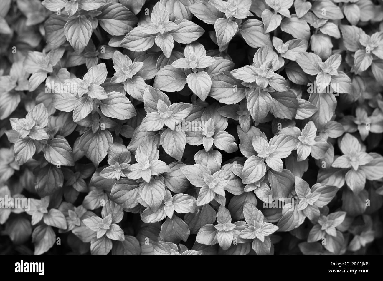 Fresh summer mint plants growing in the herb garden in a black and white monochrome. Stock Photo