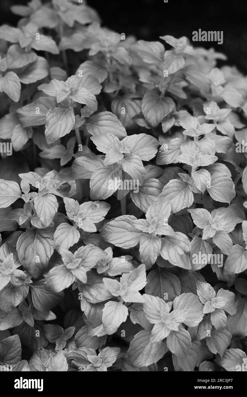 Fresh summer mint plants growing in the herb garden in a black and white monochrome. Stock Photo