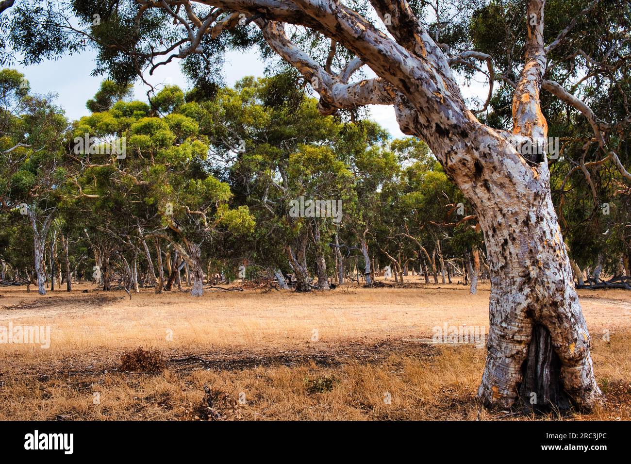 Forest of Eucalyptus wandoo (white gum) with a lone tree in the foreground. Endemic to southwest Western Australia, in Badgingarra National Park Stock Photo