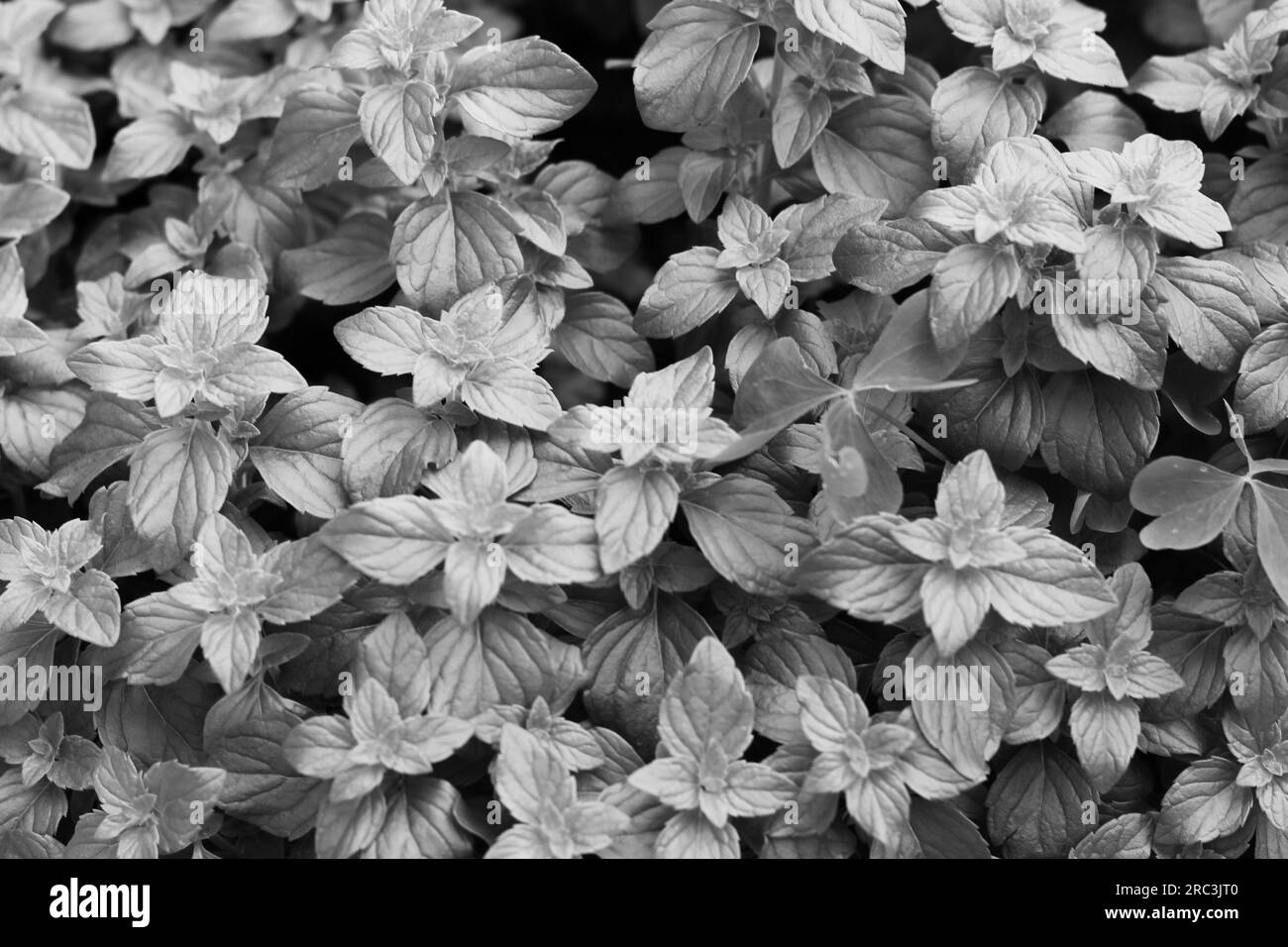 Fresh summer mint plants growing in the herb garden in a black and white monochrome. Stock Photo