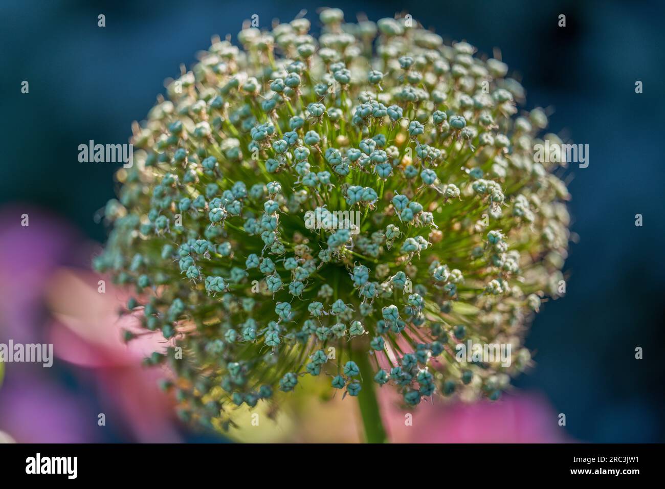 Giant garlic seedheads close up Stock Photo Alamy