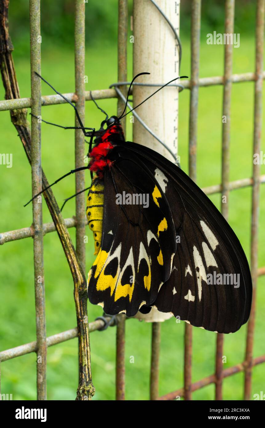 Cairns Birdwing Butterfly, Ornithoptera euphorion, endemic, Cooktown Birdwing, Northern Birdwing, Malanda, Australia. Stock Photo