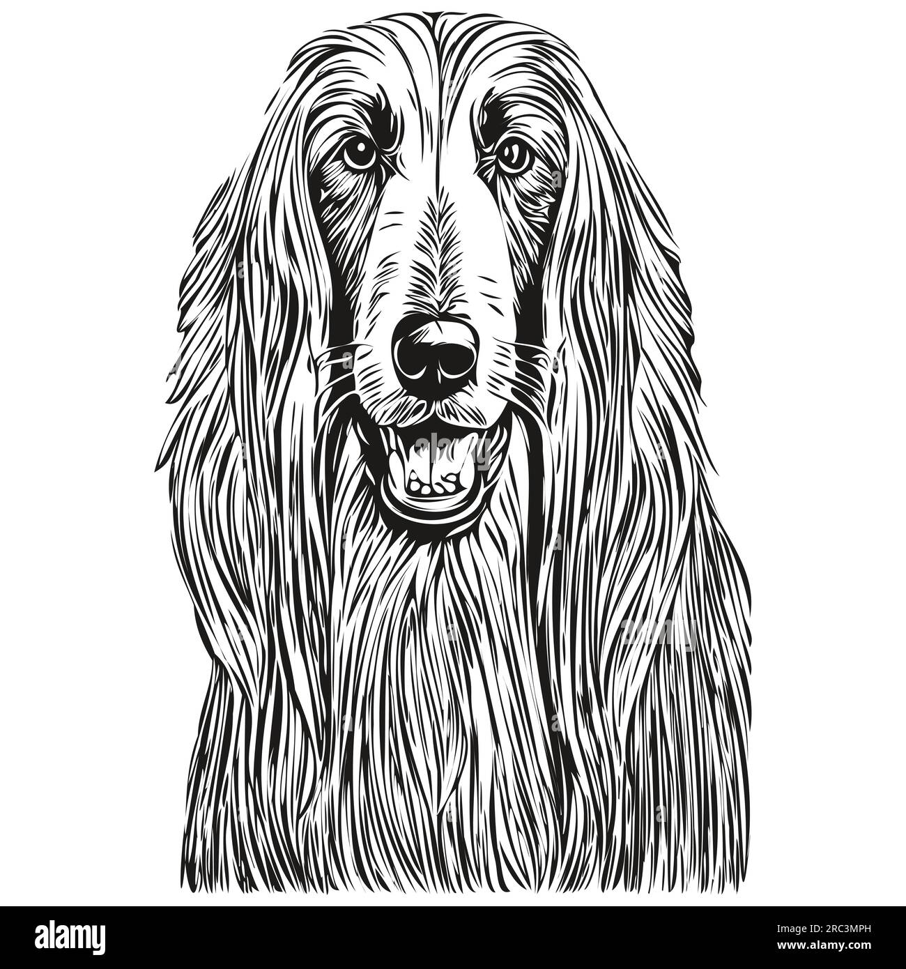 Afghan Hound dog head line drawing vector,hand drawn illustration with
