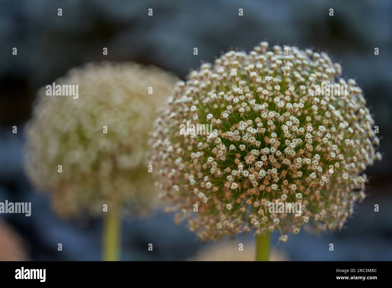 Giant garlic seedheads close up Stock Photo Alamy