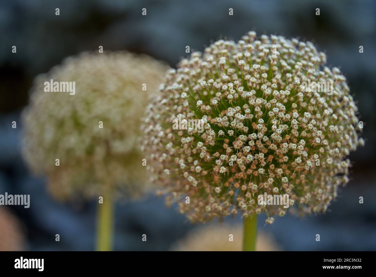 Giant garlic seedheads close up Stock Photo Alamy