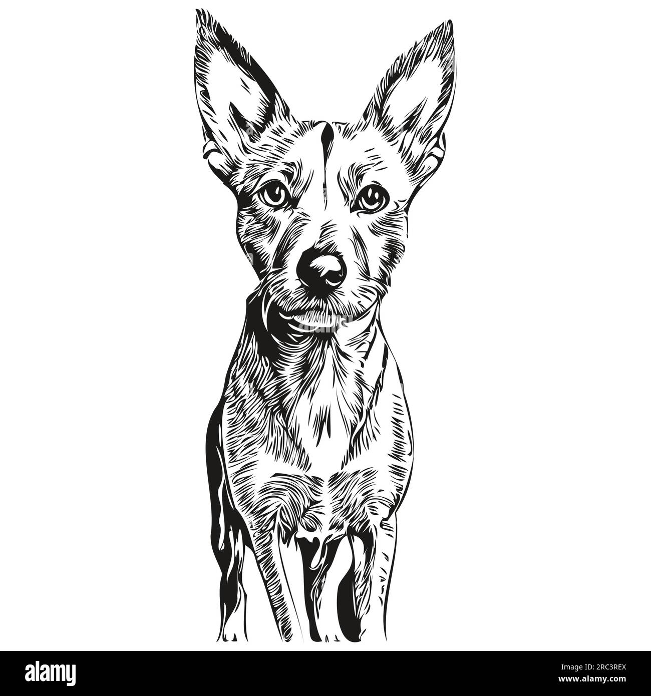 American Hairless Terrier dog face vector portrait, funny outline pet ...