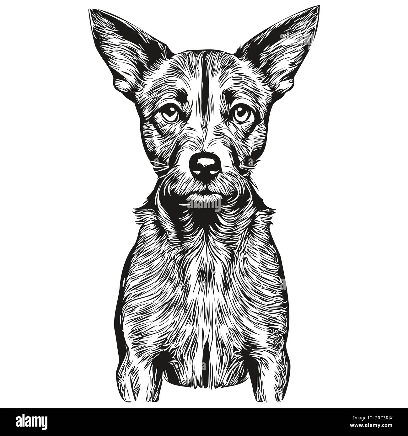American Hairless Terrier dog pet silhouette, animal line illustration ...