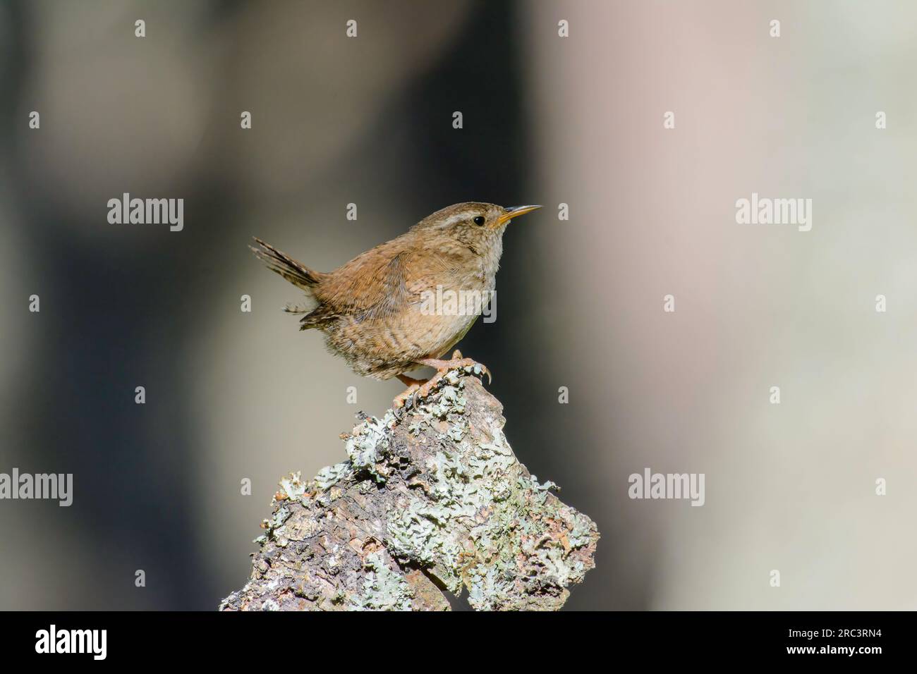 Eurasian Wren, Toglodytes troglodytes, perched on a lichen covered tree stump, looking right Stock Photo