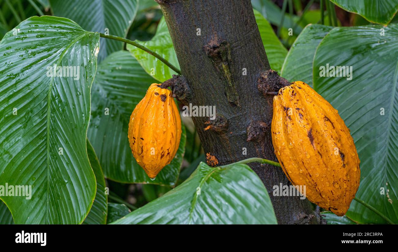 Cacao Tree Or Cocoa Tree Theobroma Cacao Is An Evergreen Tree Native Cacao Tree Or Cocoa Tree Theobroma Cacao Is An Evergreen Tree Native To Tropical America 2RC3RPA