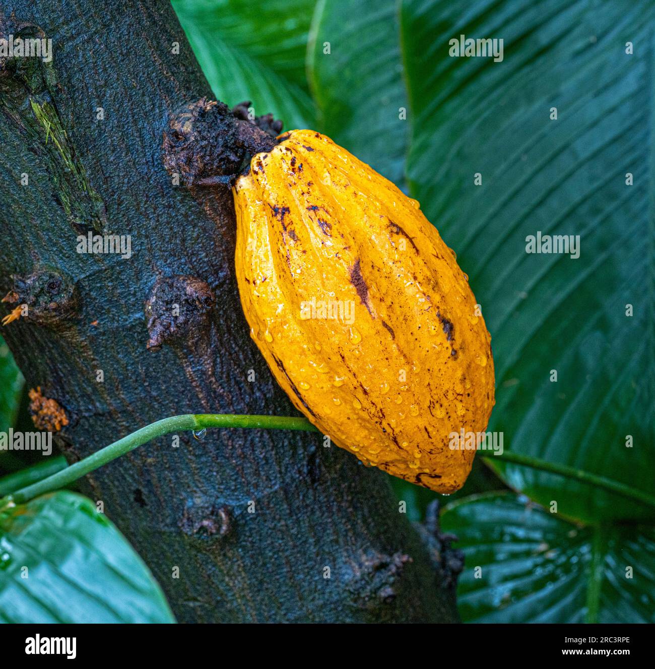 Cacao tree or cocoa tree (Theobroma cacao) is an evergreen tree native ...