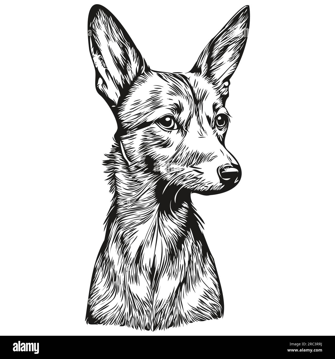 American Hairless Terrier dog realistic pet illustration, hand drawing ...