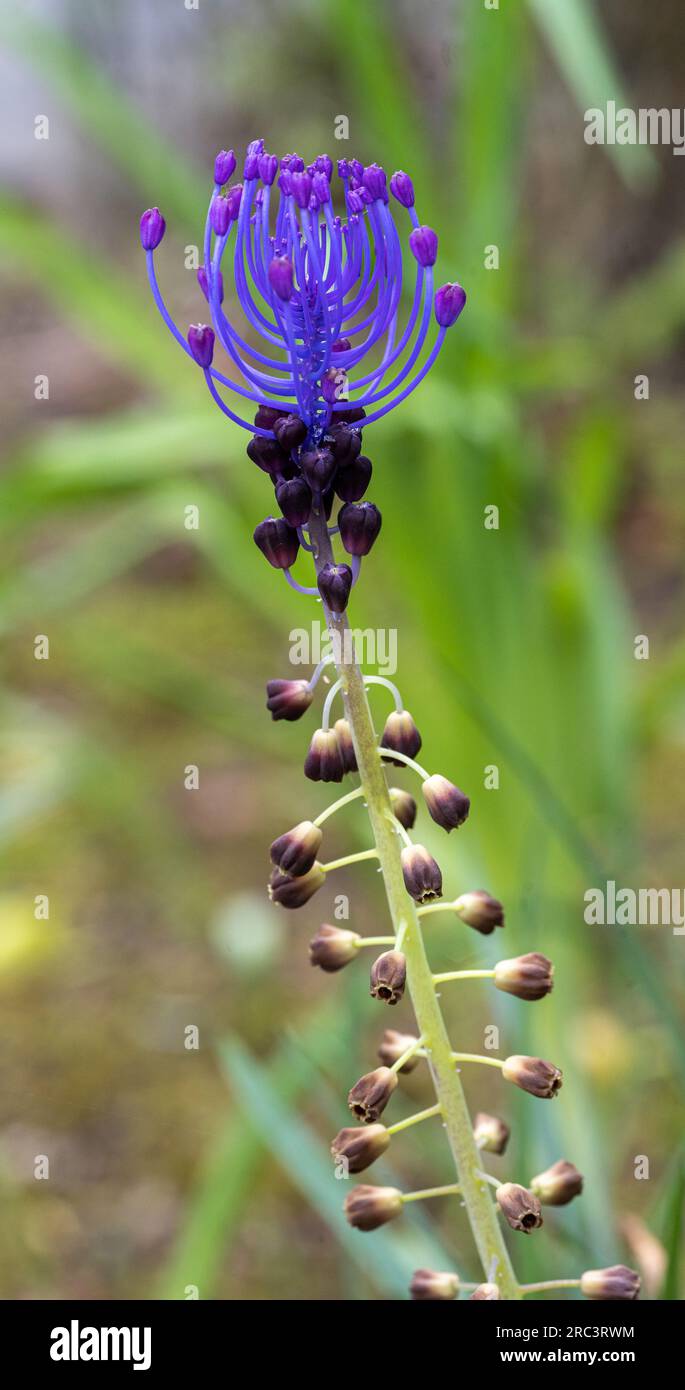 flowering Muscari comosum (Muscari comosum (L.) Mill.) Stock Photo
