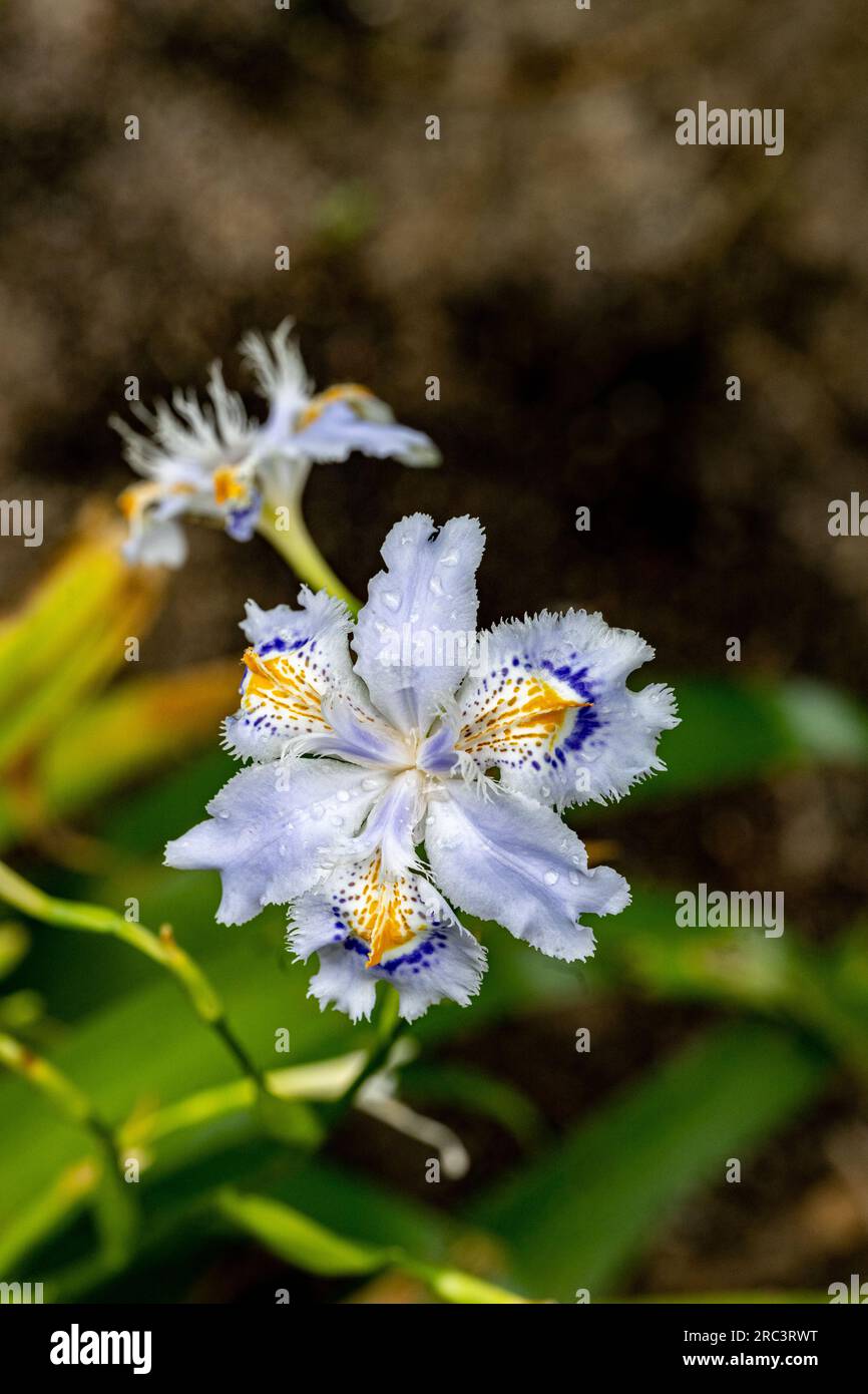 Iris japonica (Iridaceae) is a native of China and Japan Stock Photo