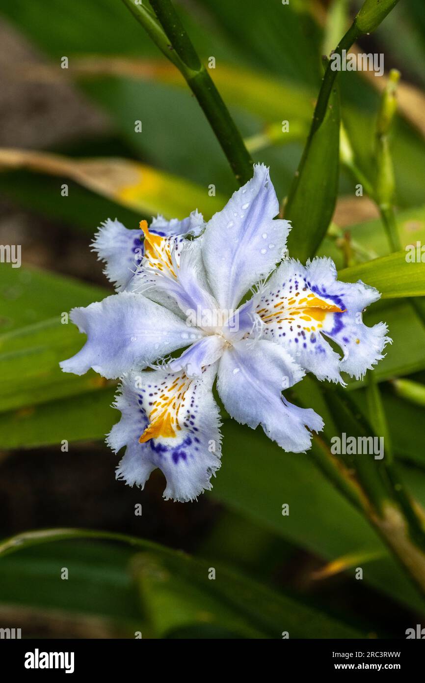 Iris japonica (Iridaceae) is a native of China and Japan Stock Photo