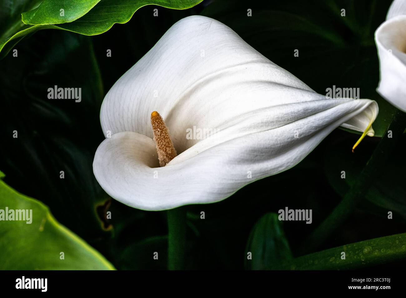 Calla lily or arum lily (Zantedeschia aethiopica), South Africa Stock