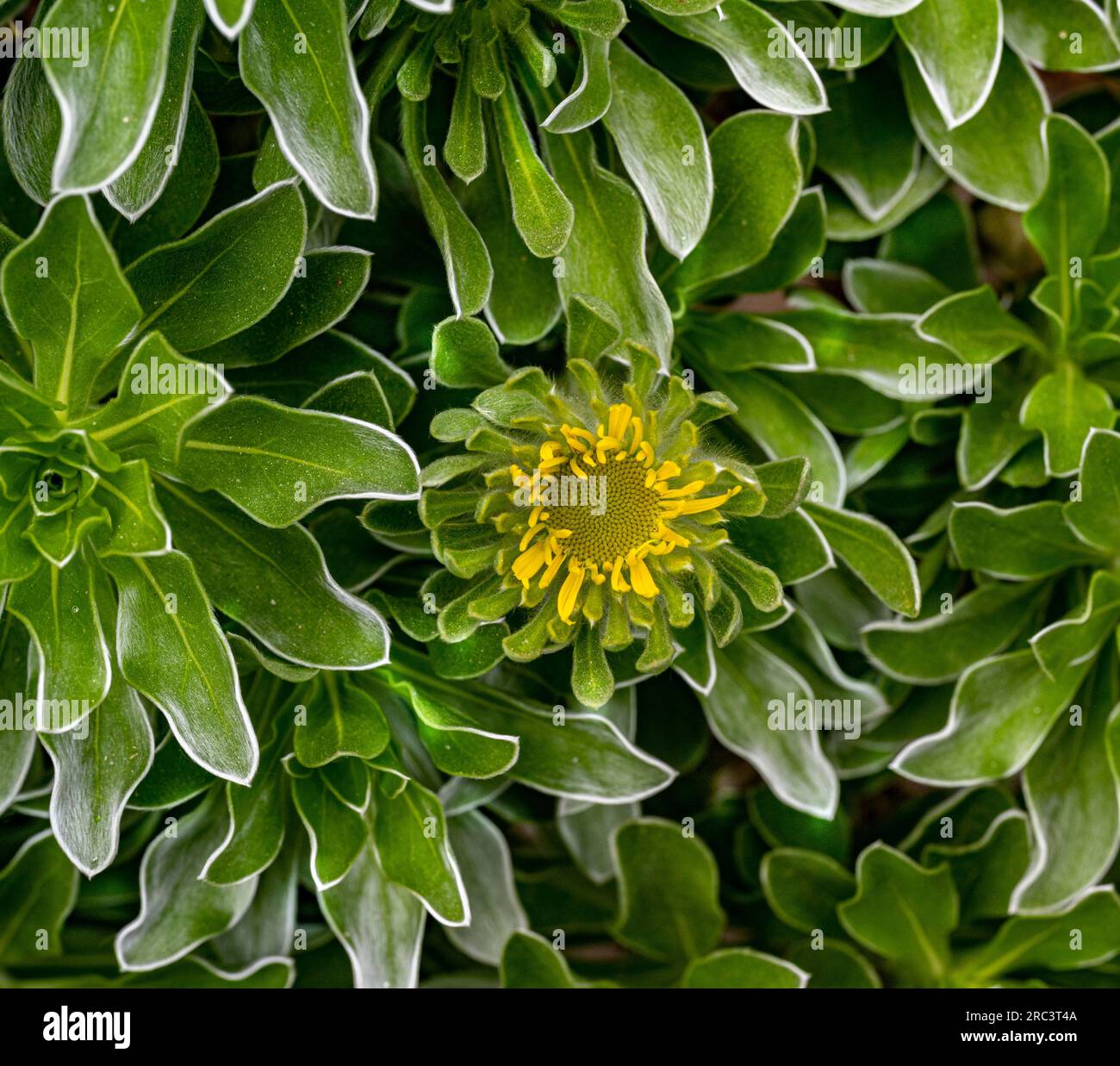 Canary Island Daisy (Asteriscus sericeus), native to the Canary Islands Stock Photo