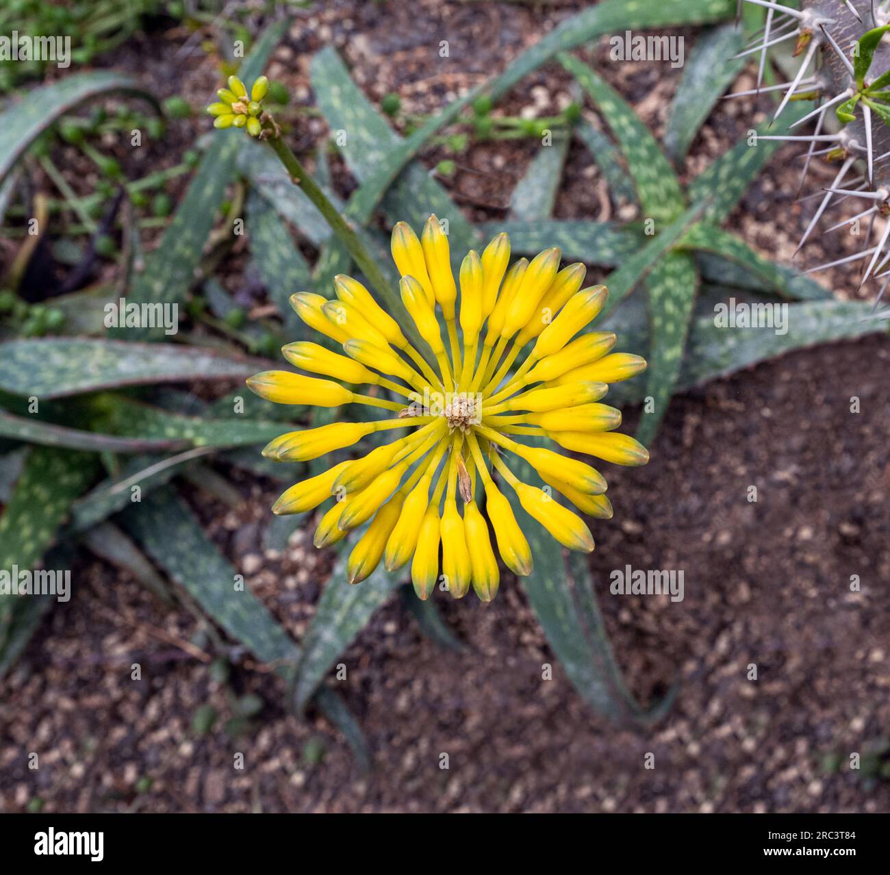 Aloe species (Aloe sinkatana), native to Northeast Africa Stock Photo ...