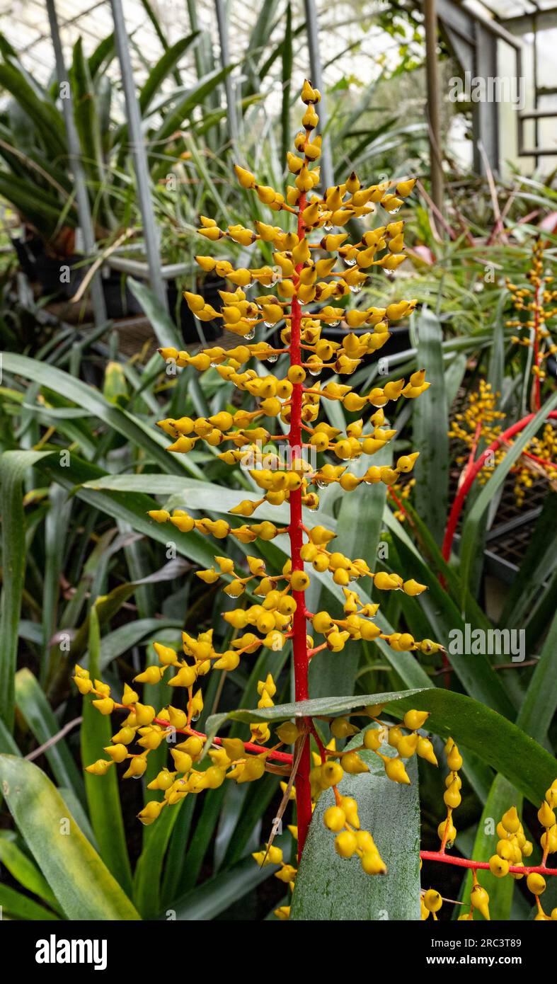 Aechmea fulgens, the coralberry, is a bromeliad from Brazil (Bahia and Pernambuco) Stock Photo