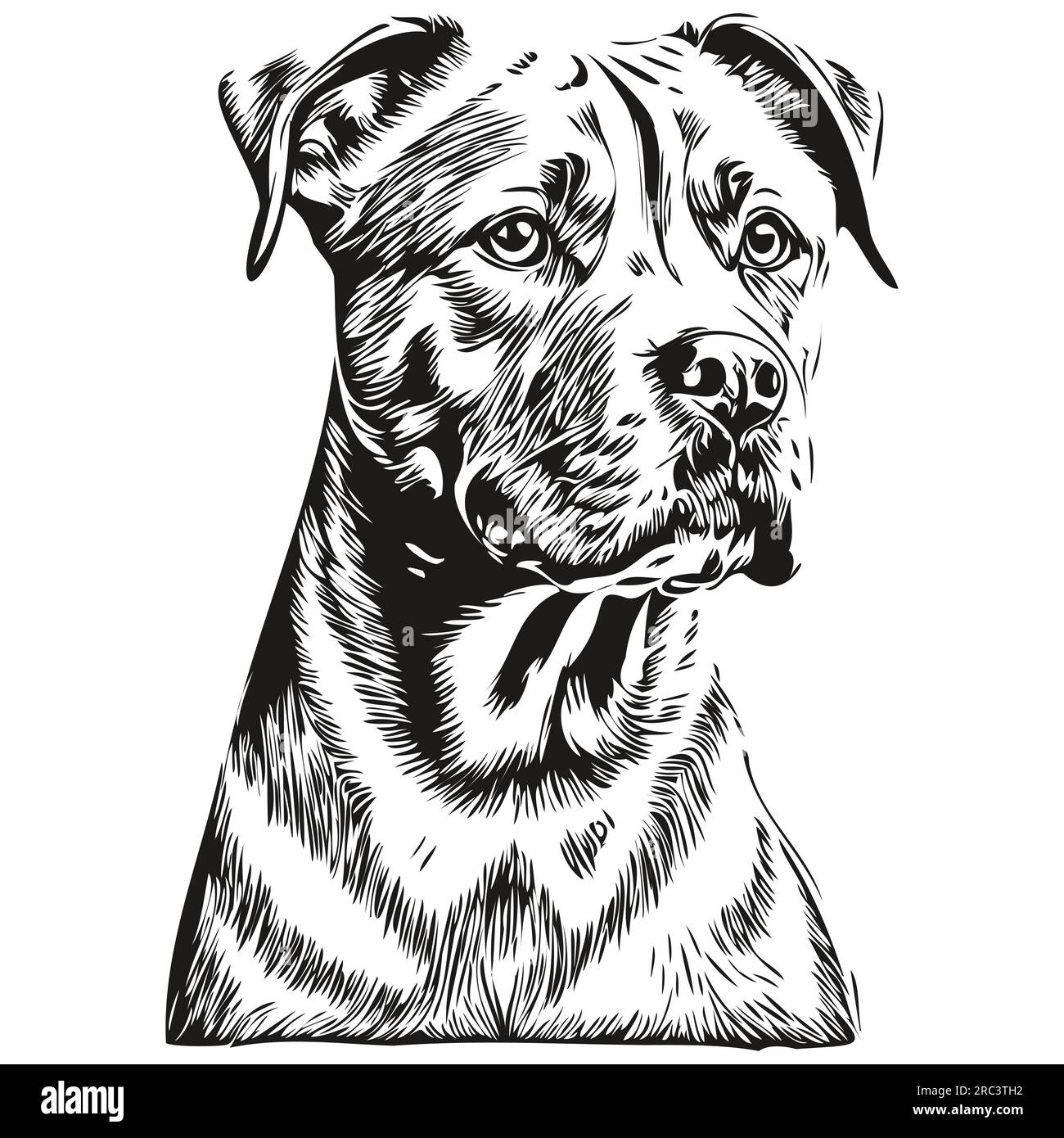 American Staffordshire Terrier dog vector face drawing portrait, sketch vintage style