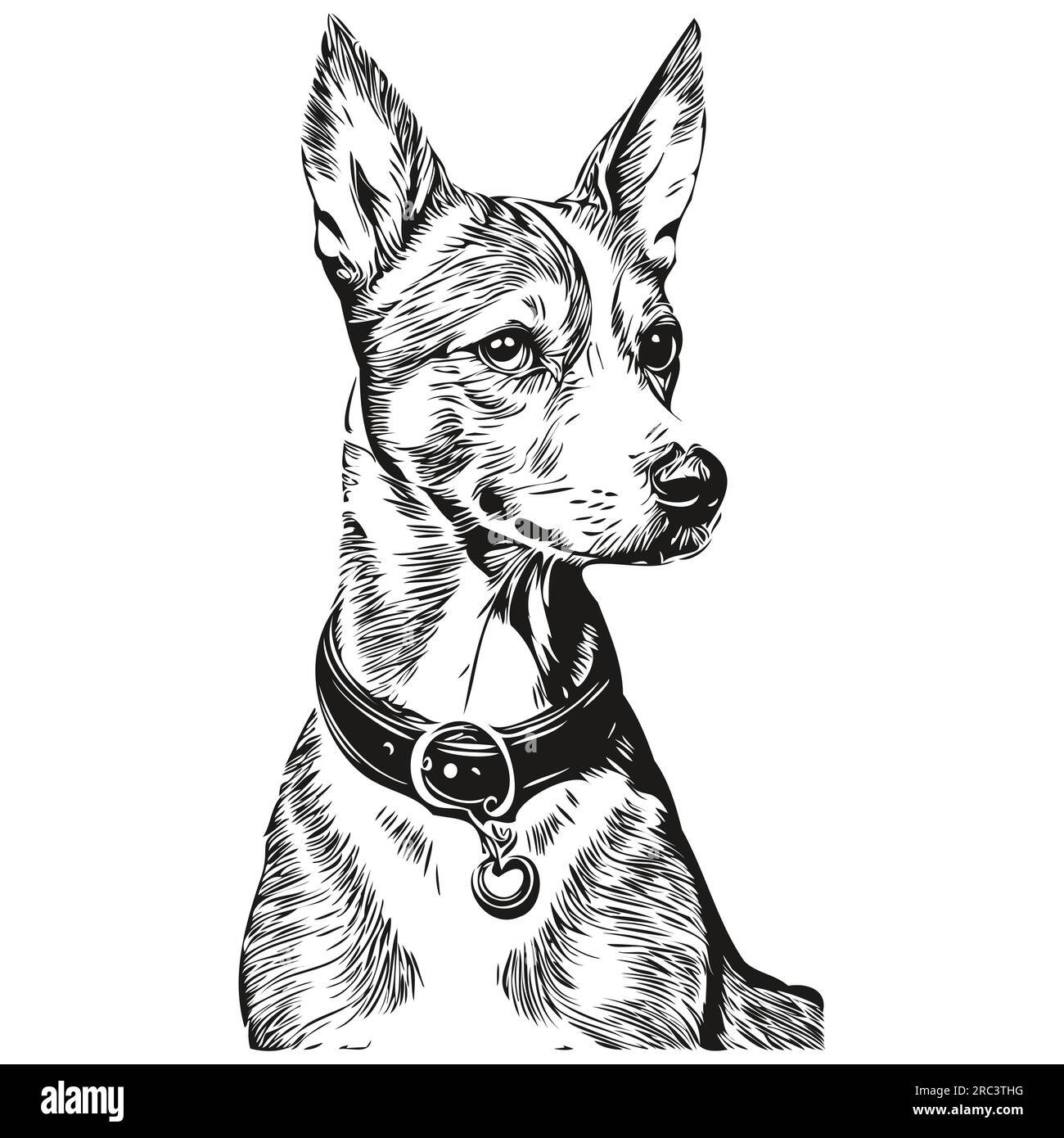 American Hairless Terrier dog ink sketch drawing, vintage tattoo or t ...