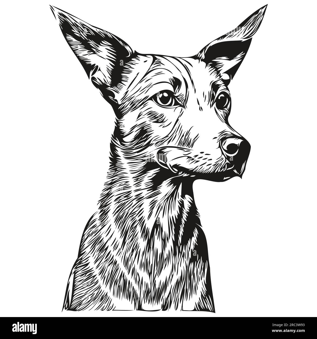 American Hairless Terrier dog pet sketch illustration, black and white ...