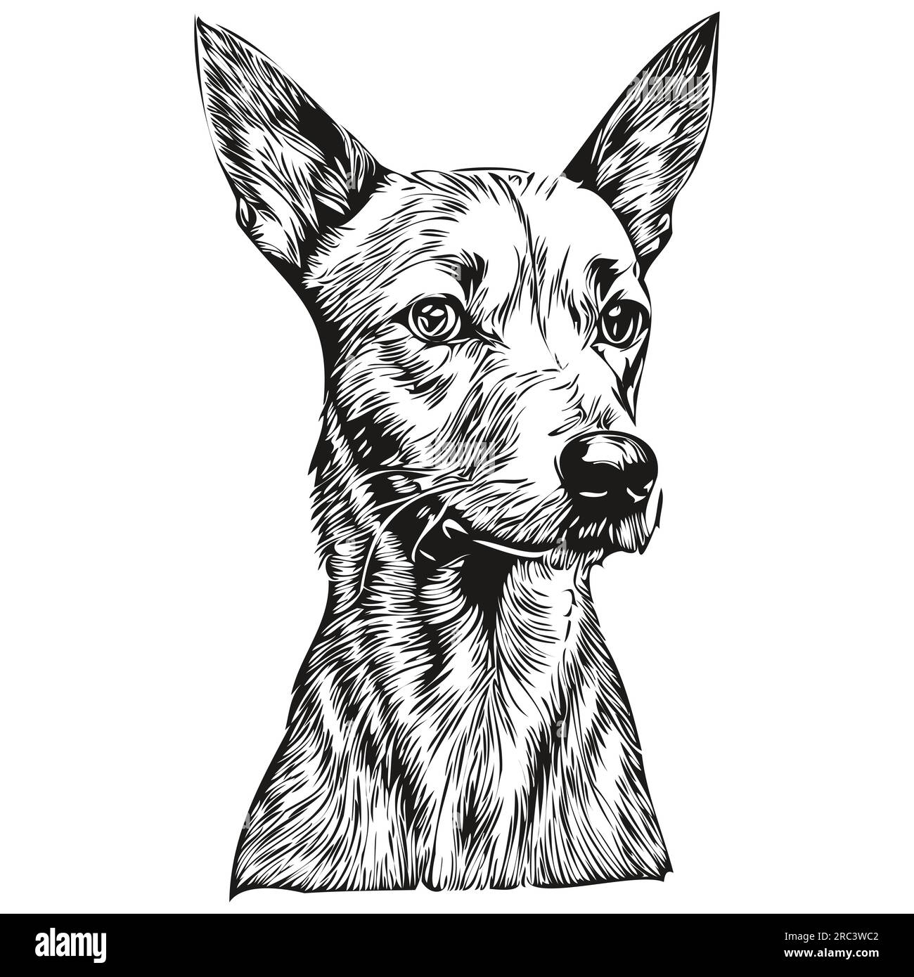 American Hairless Terrier dog face vector portrait, funny outline pet illustration white