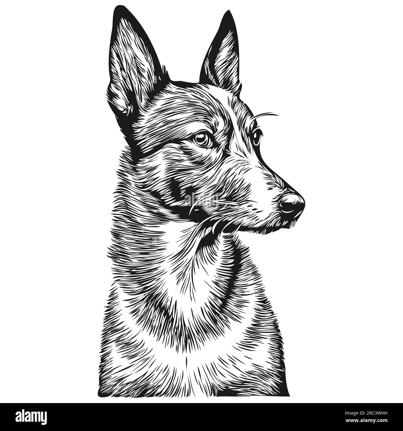 Basenji dog realistic pet illustration, hand drawing face black and ...