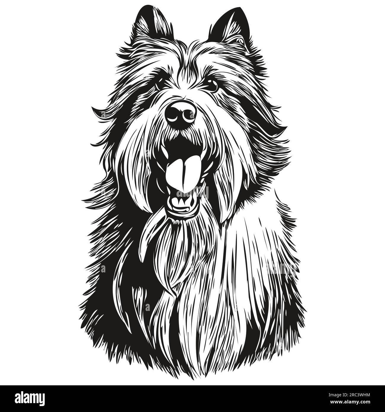 Bearded Collie dog face vector portrait, funny outline pet illustration white background sketch