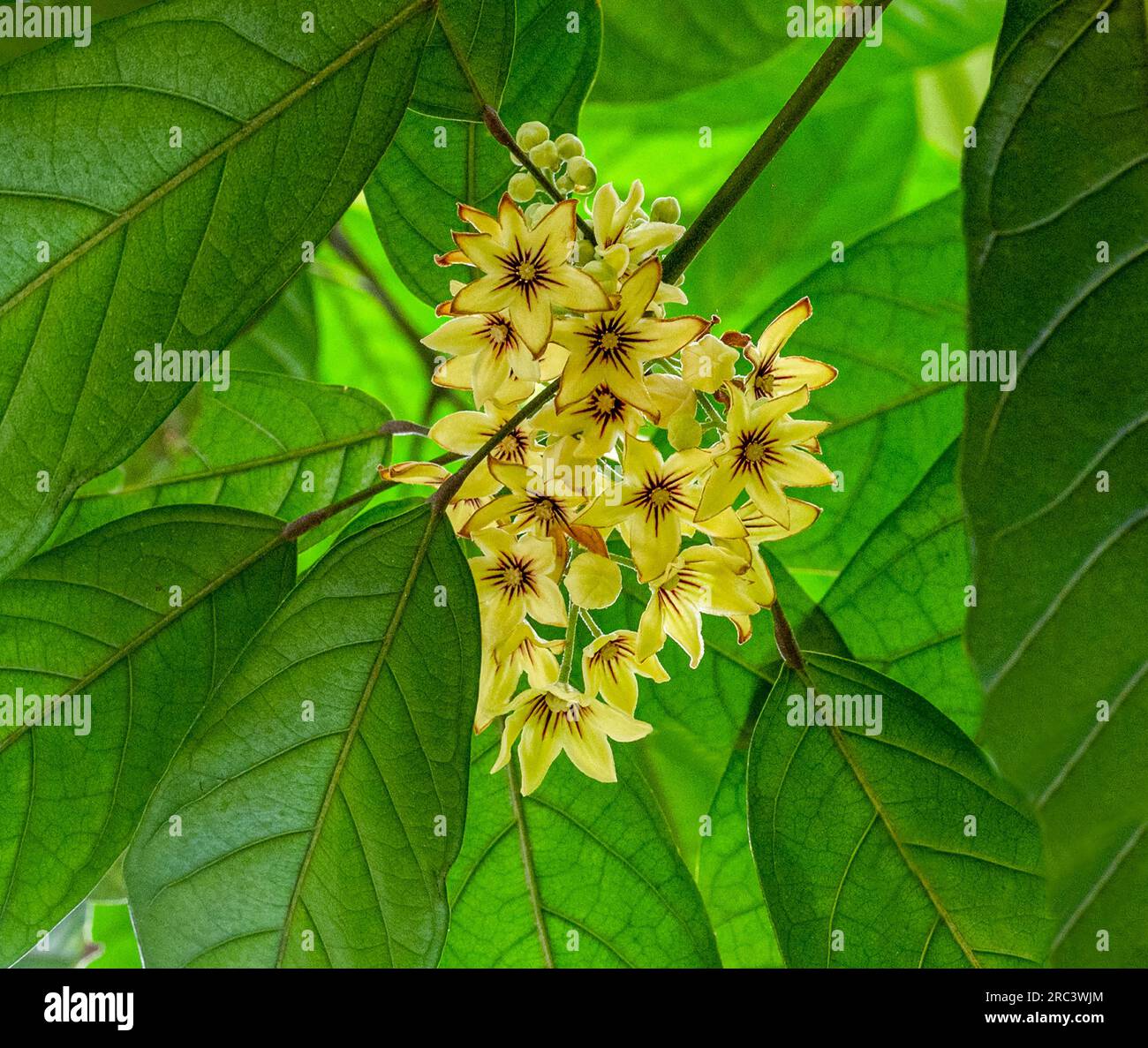 Cola tree, Cola acuminata. All colas come from sub-Saharan Africa (Central Africa, West Africa) Stock Photo