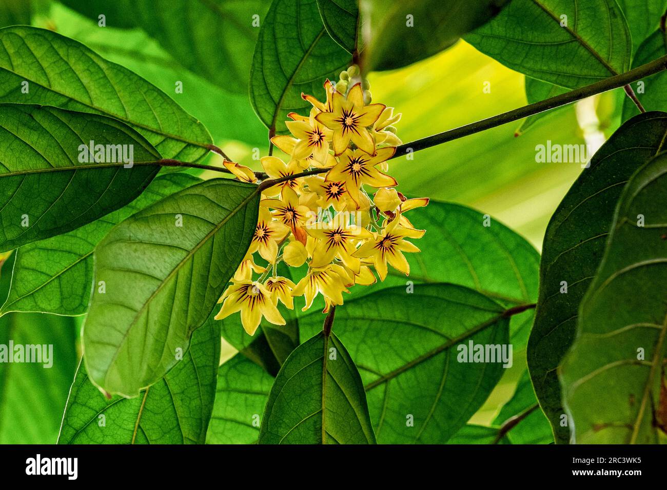 Cola tree, Cola acuminata. All colas come from sub-Saharan Africa (Central Africa, West Africa) Stock Photo